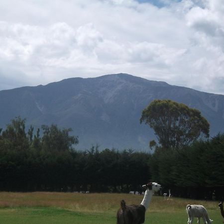 Wacky Stays - Unique Farm-Stay Glamping Rentals, Free Animal Feeding Tours Kaikoura Luaran gambar