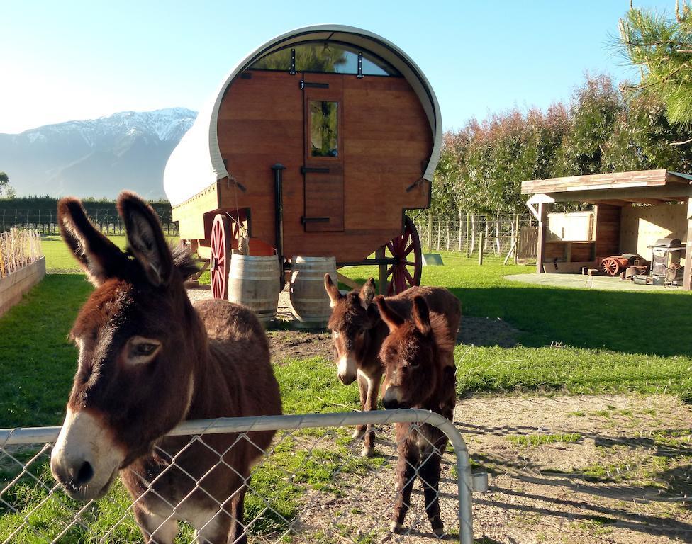 Wacky Stays - Unique Farm-Stay Glamping Rentals, Free Animal Feeding Tours Kaikoura Luaran gambar