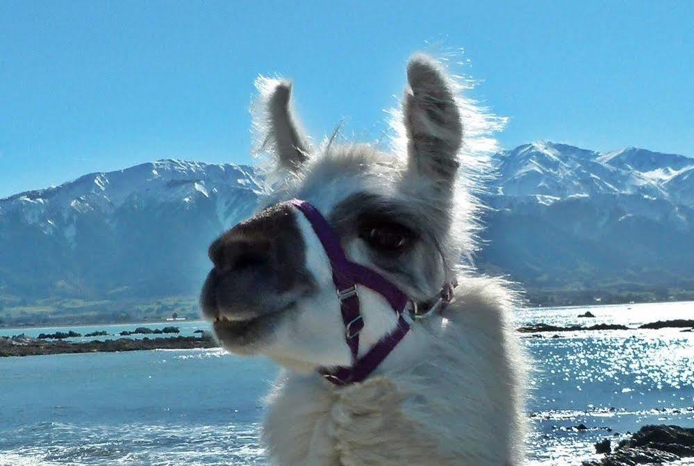 Wacky Stays - Unique Farm-Stay Glamping Rentals, Free Animal Feeding Tours Kaikoura Luaran gambar